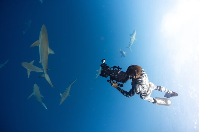 Safe and Educational Shark Dive from Haleiwa: Sharks Guaranteed - Group Size and Personal Attention