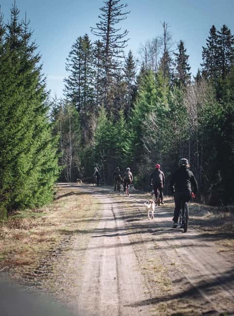 Sågmyra: Guided Dog Scooter Adventure - Discover the Thrills of a Guided Dogscooter Tour in Sågmyra