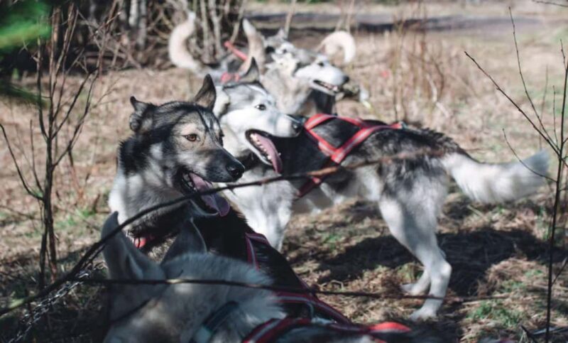 Sågmyra: Guided Dog Scooter Adventure - Key Points