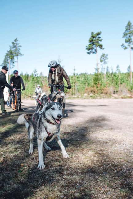 Sågmyra: Guided Dog Scooter Adventure - Learning to Ride the Dogscooter Safely