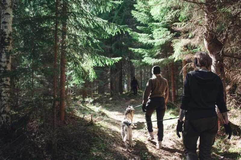 Sågmyra: Guided Husky Hiking Adventure - Starting at the Husky Kennel in Sågmyra