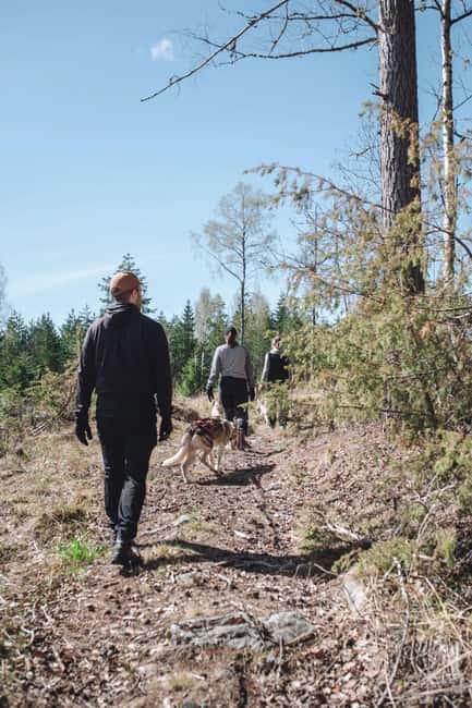 Sågmyra: Guided Husky Hiking Adventure - Reaching the Summit: Scenic Views and Photo Opportunities