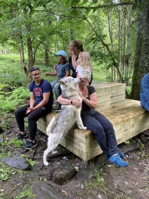 Sågmyra : Siberian Husky Encounter in Sweden - Explore the World of Sled Dogs at Måseks Husky Kennel in Sweden