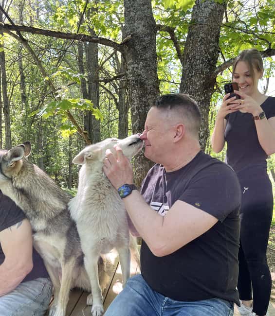 Sågmyra : Siberian Husky Encounter in Sweden - Practical Details and What to Prepare