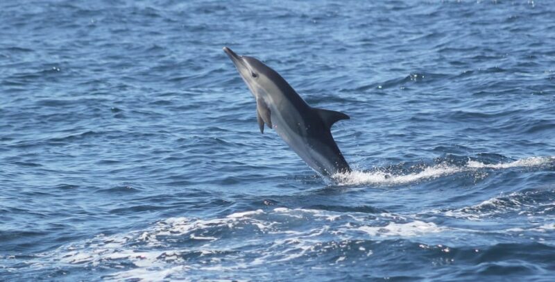 Sagres: Dolphin Watching Tour - Starting Point at Cape Cruiser