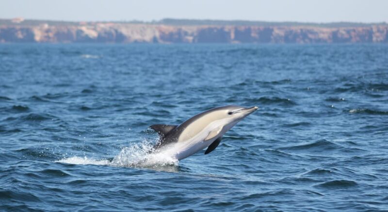 Sagres Wildlife Adventure: Dolphin and Whale Watching Tour - Practical Details: Meeting Point, Accessibility, and What to Bring