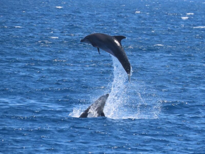 Sail Away in Kos: Unveil 3 Greek Isles Secrets! - Dolphin Watching and Water Activities in Pserimos