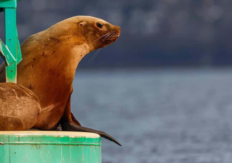 Sail Bainbridge Island & Seattle Waters - Classic Sailboat - Explore Seattle Waters and Bainbridge Island on a Classic Sailing Adventure