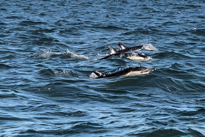 Sailboat Excursion along the Magnificent Tagus River - Comparing this Tour to Similar Experiences