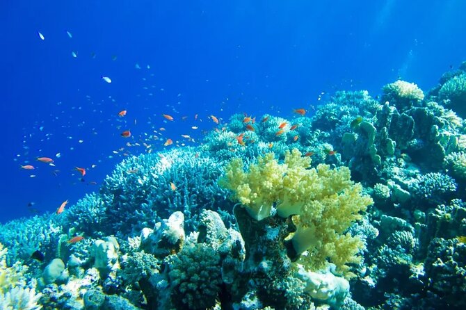 Sailing Adventure! Contoy & Isla Mujeres from Playa Del Carmen - Key Points