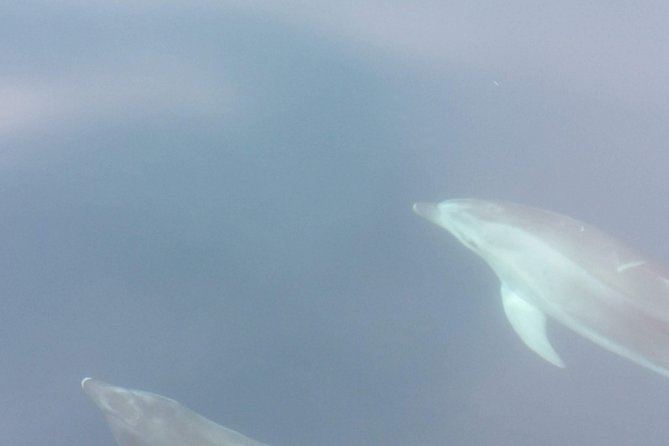 Sailing day trip on Tall Ship Andrea Jensen with Lunch and Wine - Swimming and Snorkeling in Crystal Clear Waters