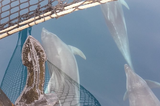 Sailing day trip on Tall Ship Andrea Jensen with Lunch and Wine - Lunch and Drinks Aboard the Andrea Jensen