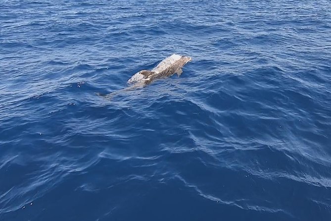 Sailing trip to DIA in Heraklion,Crete(4H) - Convenient Meeting Point and Tour Flexibility