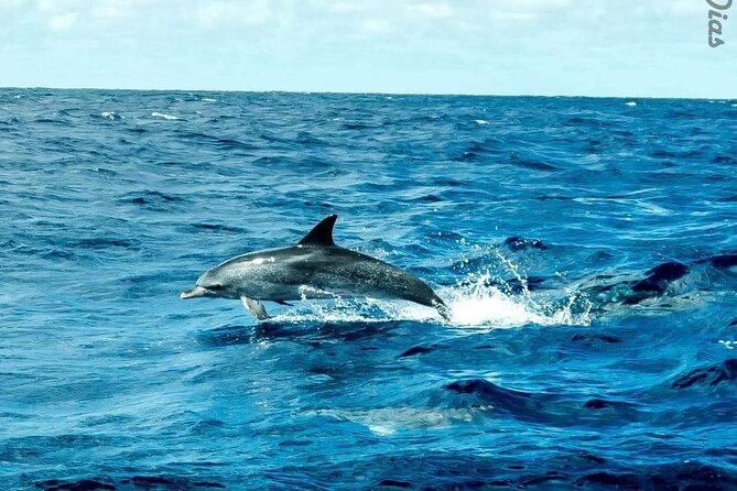 Sailing Yacht Lisbon's historic district Sightseeing Tour(2:30 H) - The Unique Architecture of the MAAT and Culturally Significant Sites