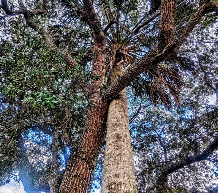 Saint Augustine: Walking Historic Tour - The Impact of Yellow Fever on Saint Augustine