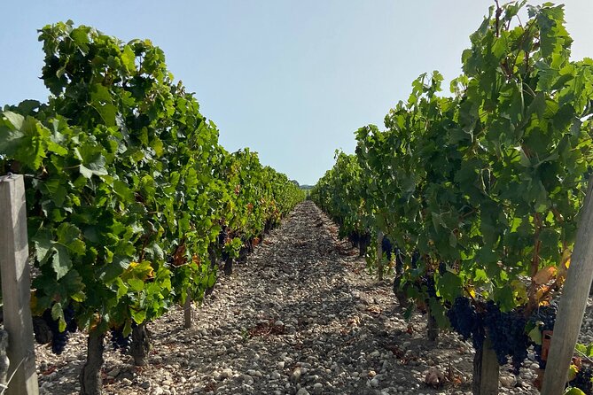 Saint Emilion Castle and Village Wine Tour - Strolling Through Saint Emilion Village