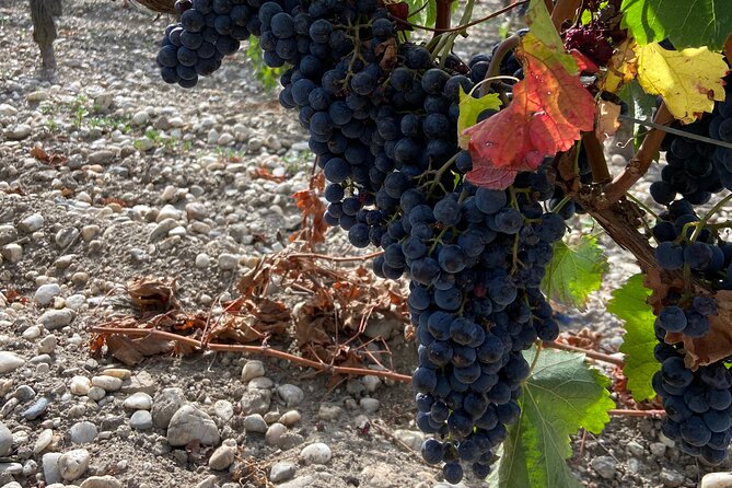 Saint Emilion Castle and Village Wine Tour - Guides Who Make the Experience Special