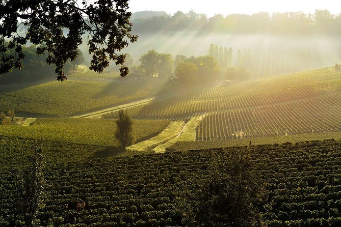 Saint-Emilion Grand Cru Classé: Visit & Tasting in English - The Tasting Experience: Three Bordeaux Wines