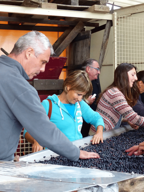 Saint-Emilion : Tasting of 4 wines in a family vineyard - Additional Tips for Visitors