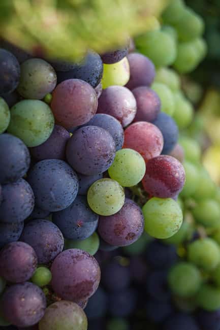 Saint-Émilion: vineyard tour, tasting & VR harvest immersion - Explore Saint-Émilion’s Vineyards and Cellars in 1.5 Hours