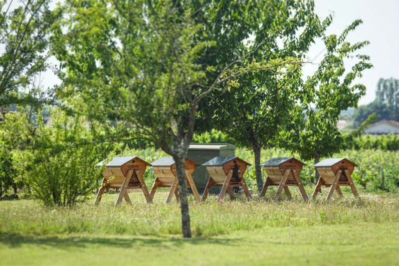Saint-Émilion: vineyard tour, tasting & VR harvest immersion - Virtual Reality Harvest Immersion in the Tasting Room