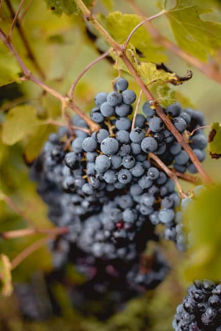 Saint-Emilion: Visit a family-run organic vineyard - Key Points