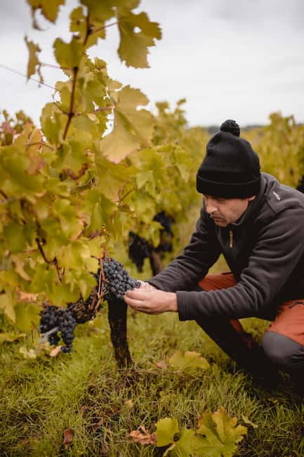 Saint-Emilion: Visit a family-run organic vineyard - Practical Details: Group Size, Languages, and Accessibility