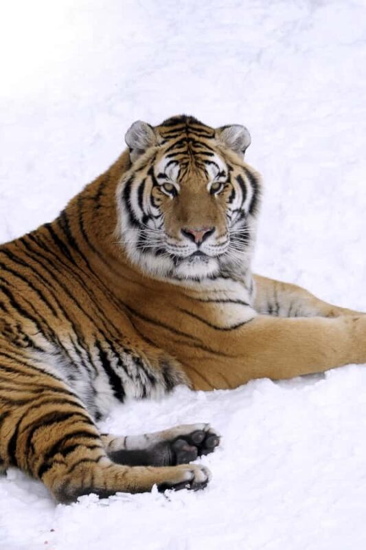 Saint-Félicien Wild Zoo: Winter 2025-2026 Daily Ticket - The Multi-Sensory Film Projection Experience