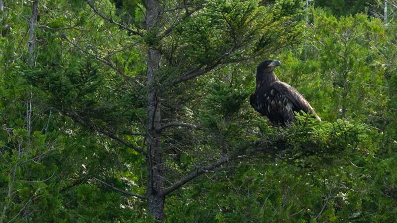 Saint John River: River Relics Kayak Tour - Discovering the River Relics and Historic Ruins