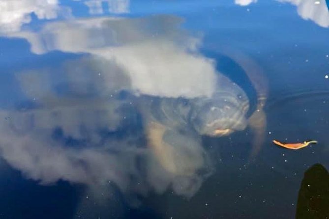 Saint Petersburg Paddle Board Tour - Key Points