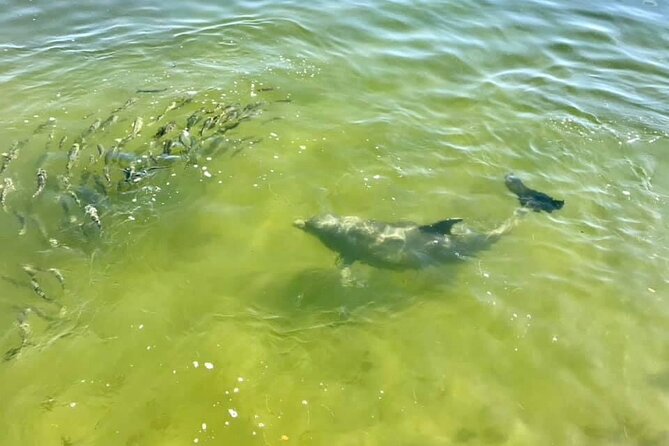 Saint Petersburg Scenic Segway Tour - Cruising Through the Gizella Kopsick Arboretum