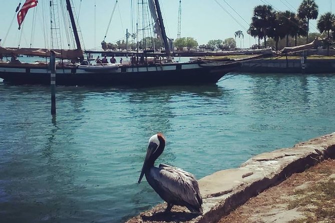Saint Petersburg Scenic Segway Tour - The Scenic Bay View and Wildlife Sightings