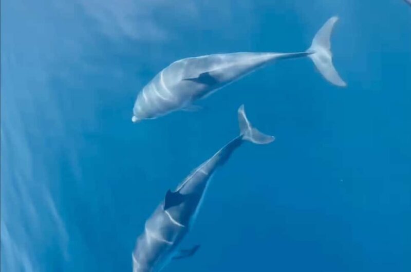 Saint Raphaël: Encounter with dolphins - Discover the Magic of Dolphin Watching in the Tyrrhenian Sea