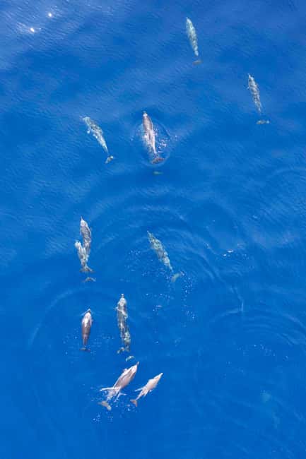 Saint Raphaël: Encounter with dolphins - The Pelagos Sanctuary: A Prime Wildlife Habitat