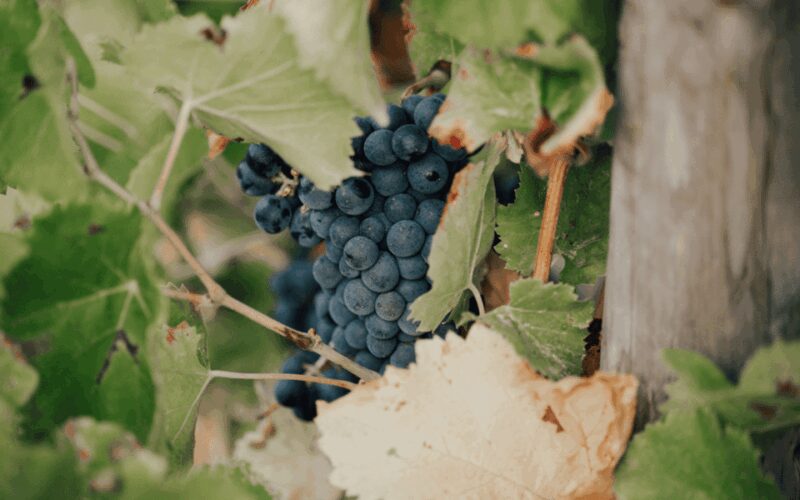 Saint-Tropez: Small Group Wine Tour - The Guide: Knowledgeable and Friendly