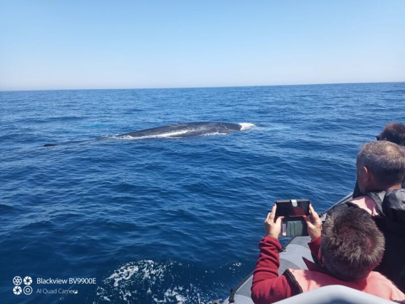 Salema: Dolphin Watching - Discover the Excitement of Dolphin Watching with Salema Tours