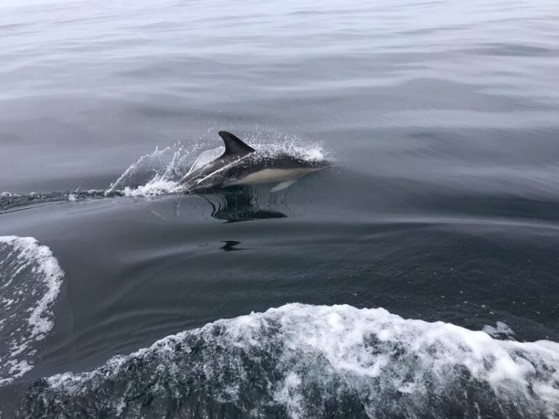 Salema: Dolphin Watching - Final Thoughts on the Salema Dolphin Watching Tour