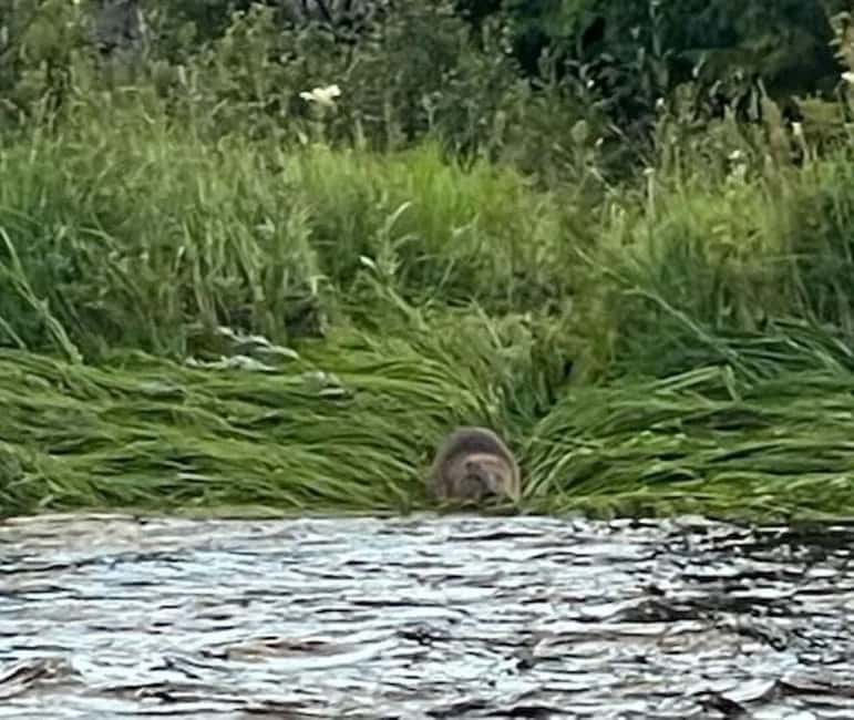 Sälen: Evening Beaver Safari by Canoe - Flexibility with Booking and Cancellation