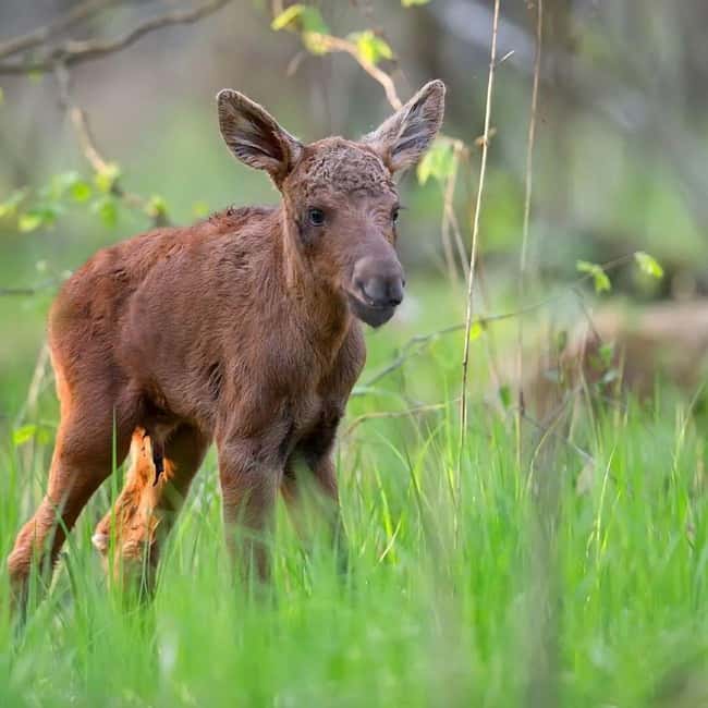 Sälen: Evening Moose Safari in the Forests - Searching for Tracks and Signs in the Swedish Forests