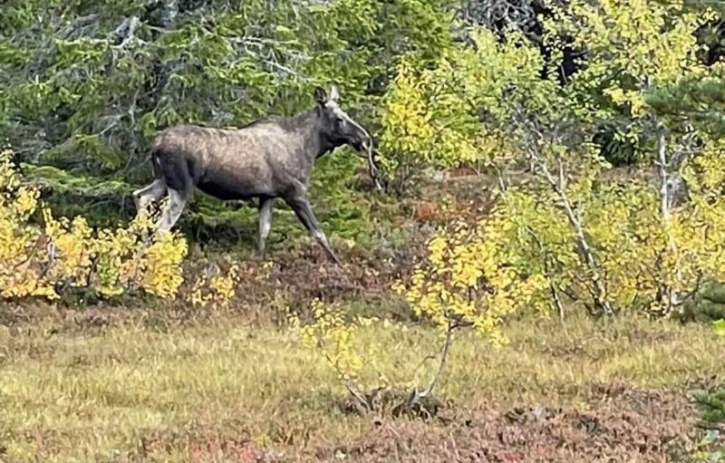 Sälen: Evening Moose Safari in the Forests - Frequently Asked Questions