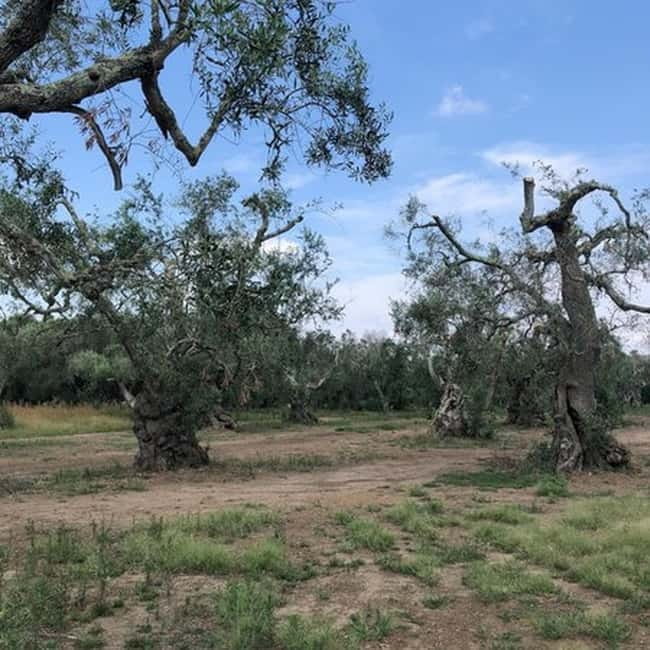 Salento: Olive Oil Mill Walking Tour with Tastings - Honest Insights from the Experience