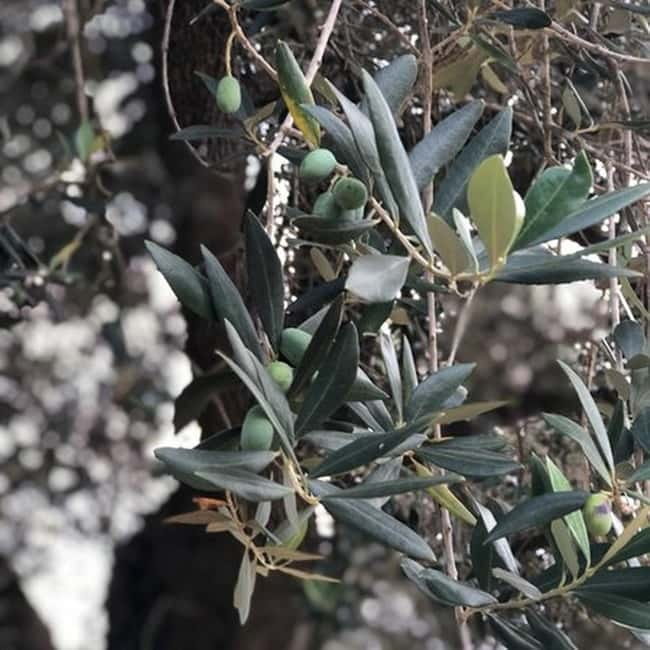 Salento: Olive Oil Mill Walking Tour with Tastings - Frequently Asked Questions