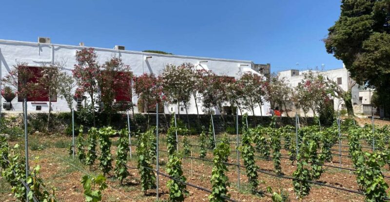 Salento: Winery Tour and Tasting - Tasting Three Distinct Wines Paired with Taralli