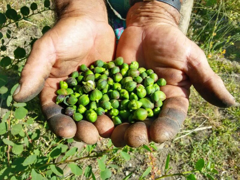 Salina Capers Experience - Capers Tasting on the Scenic Terrace