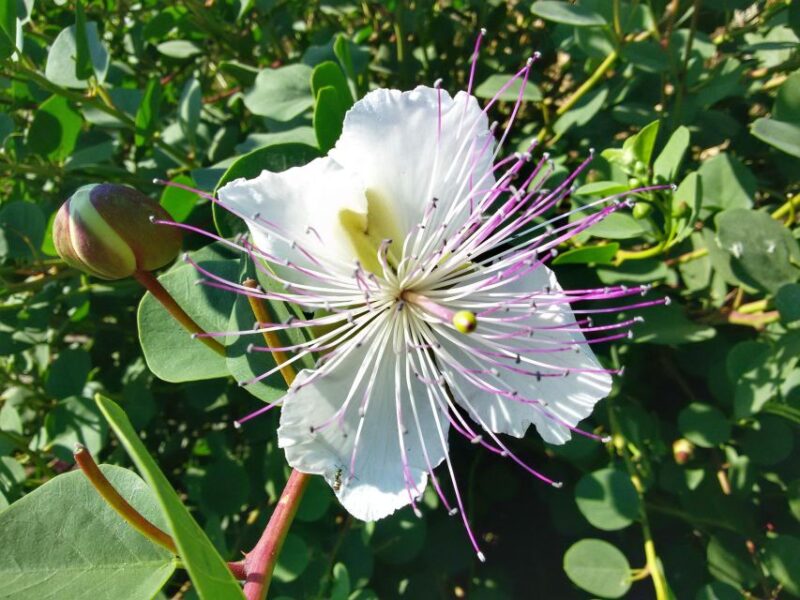 Salina Capers Experience - Who Will Enjoy the Salina Capers Experience?