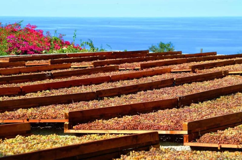 Salina: Wine Tasting & Brunch on Estate in Malfa - Discover the Heart of Salina with a Family-Owned Estate Tour