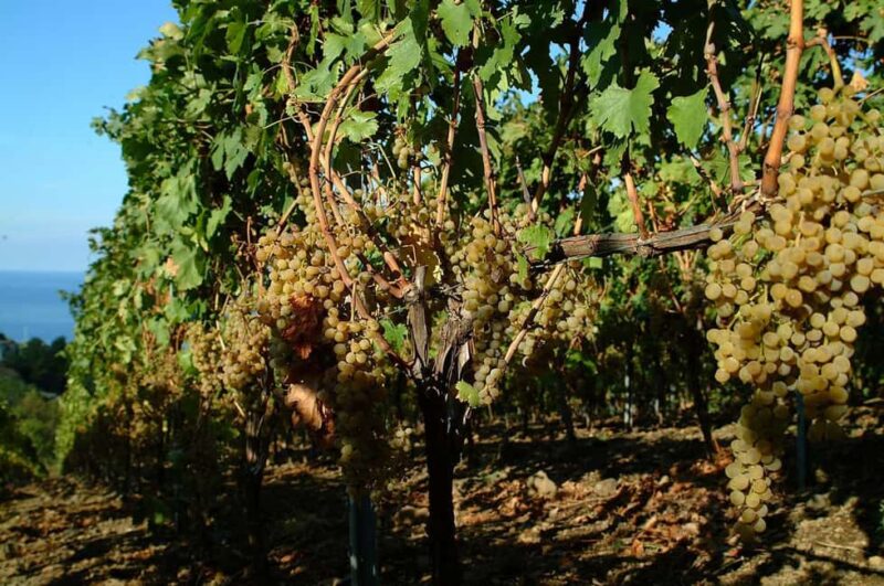 Salina: Wine Tasting & Brunch on Estate in Malfa - Logistic Details and Booking Information