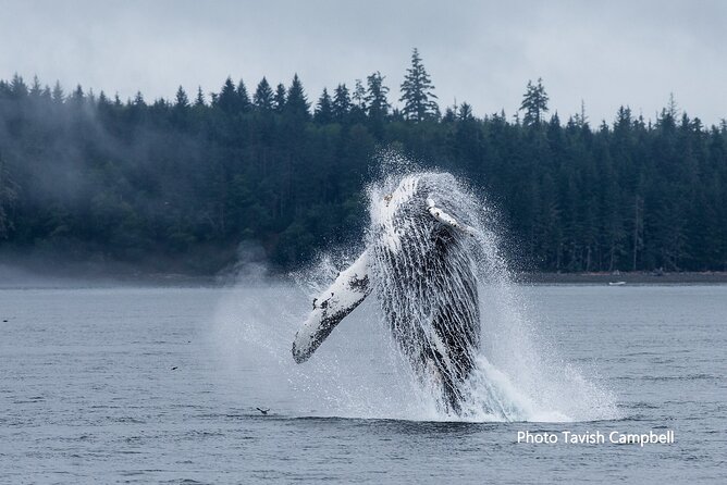 Salish Sea Whale Watching Tour in Campbell River - Meeting Point and Accessibility in Campbell River