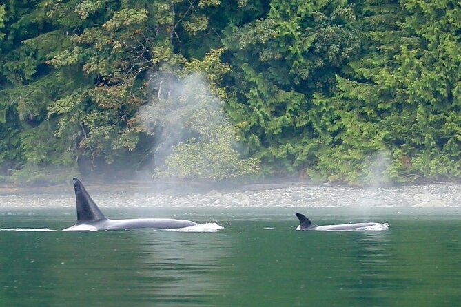 Salish Sea Whale Watching Tour in Campbell River - The Experience: Inside and Outside Seating Options