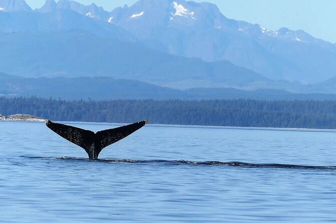 Salish Sea Whale Watching Tour in Campbell River - Comparing This Tour to Other Marine Excursions